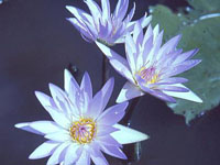 Nenufar Blue Star Tropical waterlilly loto sagrado egipcio